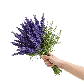 Lavender Bloom Grace