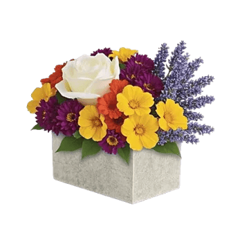 Delicate Petal Cascade