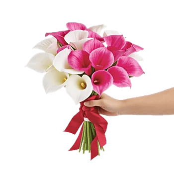 Elegant Calla Lilies
