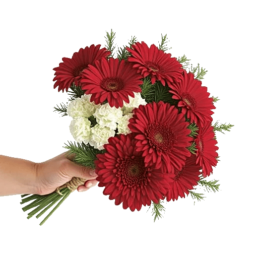 Crimson Rose Elegance