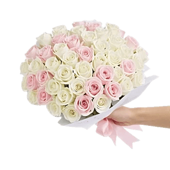 Pastel Pink Roses