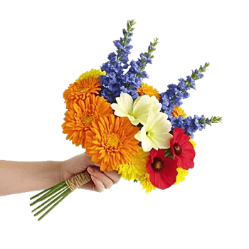 Vibrant Orange Delight