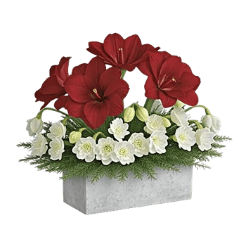 Elegant Calla Lilies