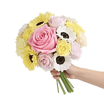 Pastel Pink Roses
