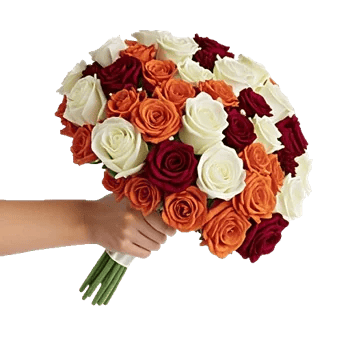 Blushing Rose Symphony