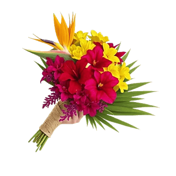 Tropical Sunflower Burst