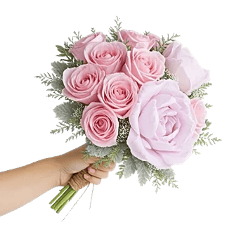 Pastel Pink Roses