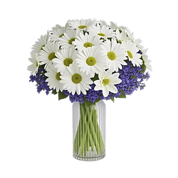 Enchanting Daisy Garden