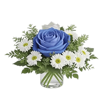 Elegant Blue Roses