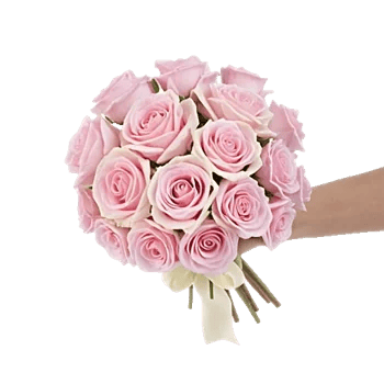 Pastel Pink Roses