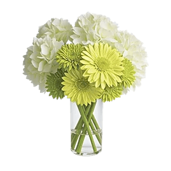 Ivory Blossom Radiance