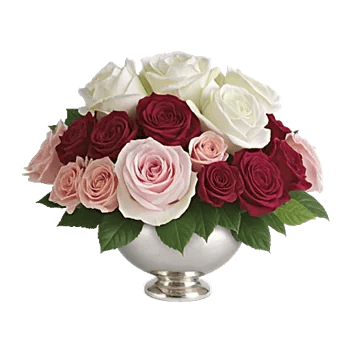 Radiant Rose Symphony