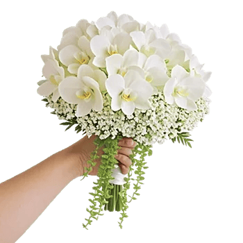 Modern White Orchids