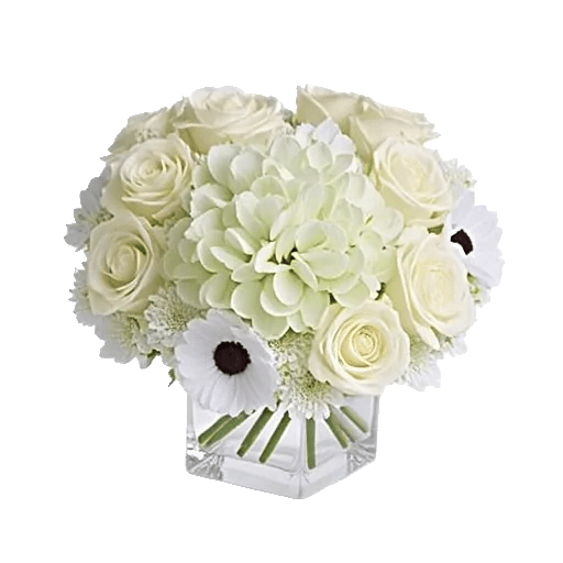 Ivory Blossom Radiance