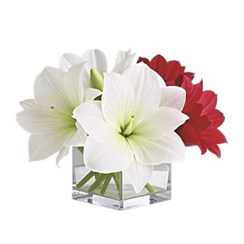 Modern White Orchids