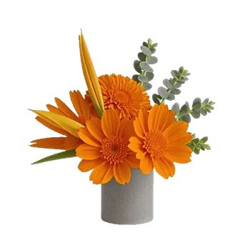 Petal Radiance Bliss