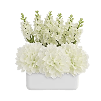 Ivory Blossom Radiance