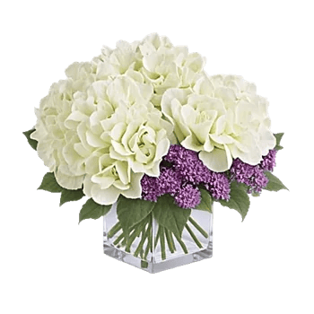 Serene Petal Harmony