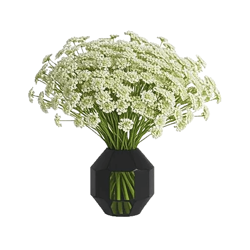 Modern White Orchids