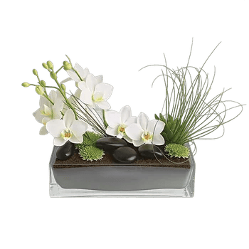 Modern White Orchids