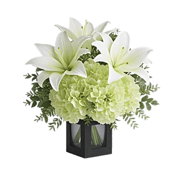 Ivory Blossom Radiance