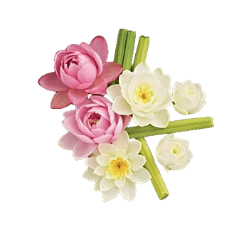 Ivory Blossom Radiance