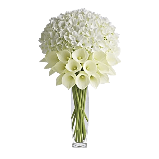 Ivory Blossom Radiance
