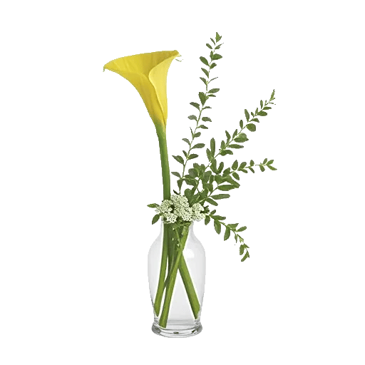 Elegant Calla Lilies