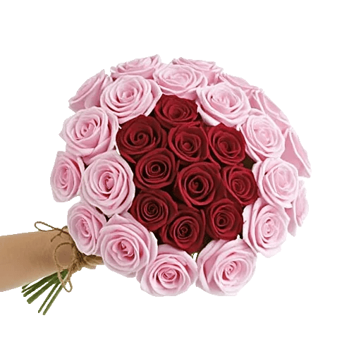 Pastel Pink Roses