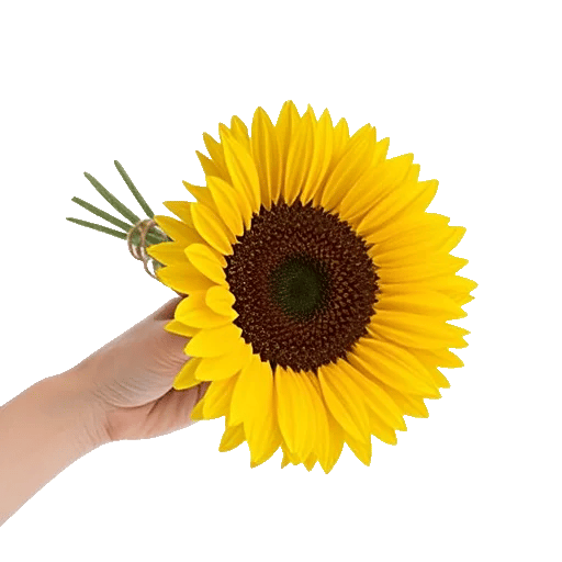 Twinkling Sunflower Dance
