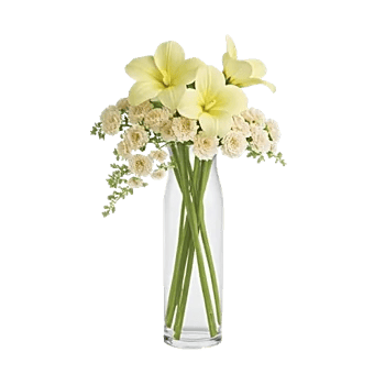 Ivory Blossom Radiance