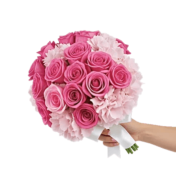 Pastel Pink Roses