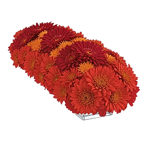 Radiant Bloom Cascade