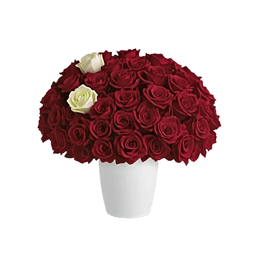 Radiant Rose Symphony