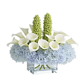 Elegant Calla Lilies
