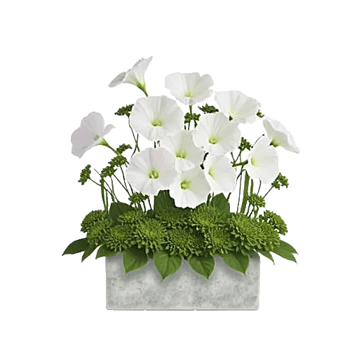 Graceful Lily Display