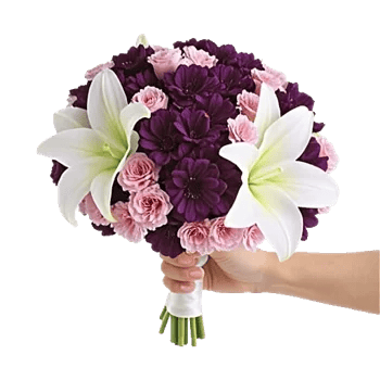 Petal Softness Display