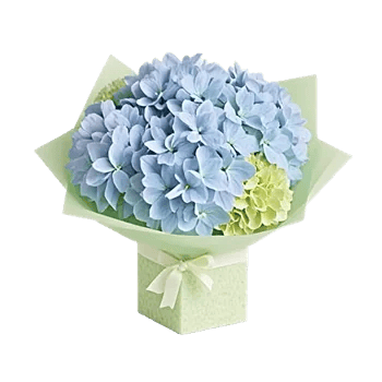 Sapphire Bloom Whisper