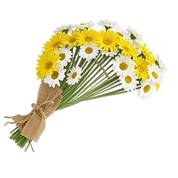 Enchanting Daisy Garden