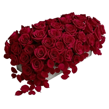 Delicate Petal Cascade