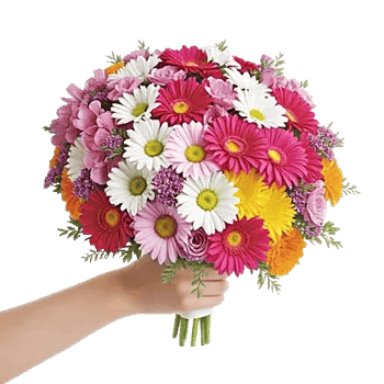 Pastel Pink Roses