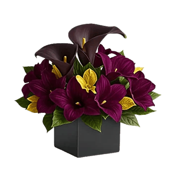 Elegant Calla Lilies