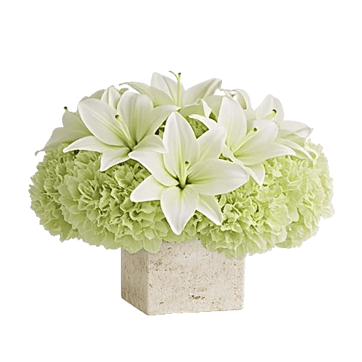 Ivory Blossom Radiance