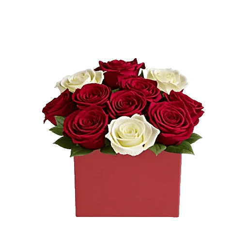 Crimson Rose Elegance