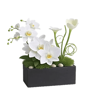Modern White Orchids