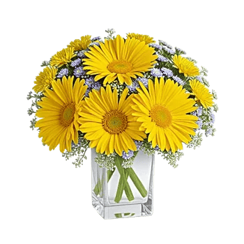 Petal Radiance Bliss