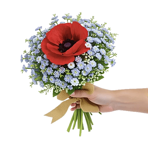 Blushing Rose Symphony