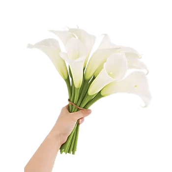 Elegant Calla Lilies