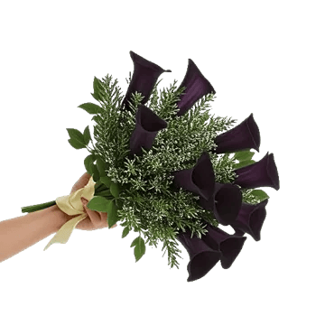 Elegant Calla Lilies