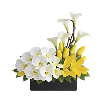 Modern White Orchids